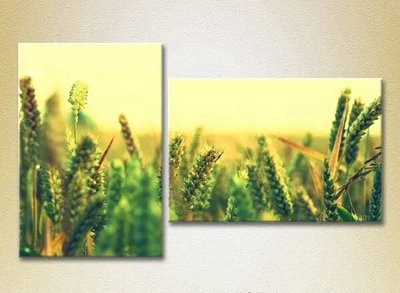 Модульные картины Пшеничное поле_01 TSv6635 фото