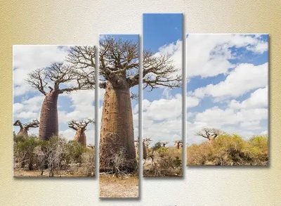 Tablouri modulare Baobabi în savană Pri7585 фото