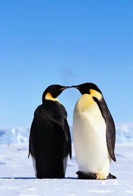 PhotoPoster Antarctica_05 Ant18005 фото