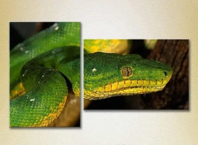 Модульные картины Зеленая змея_01 ZHi8786 фото