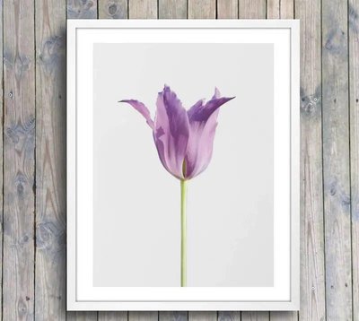 Постер фиолетовые тюльпан, фото в Молдове TSv17698 фото
