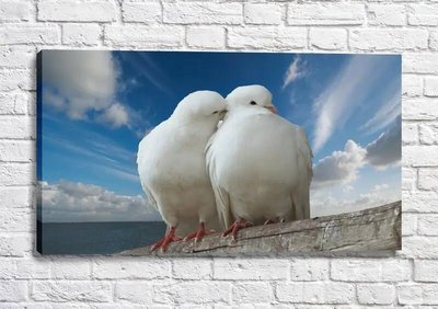 Poster Pereche de porumbei albi sărutându-se Fig16657 фото