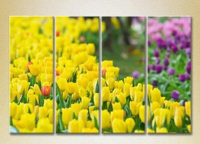 Модульные картины Поле желтых тюльпанов_01 TSv7987 фото