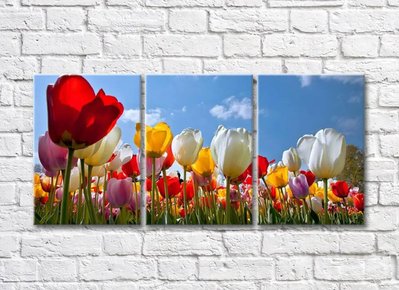 Триптих из разноцветных тюльпанов TSv5737 фото