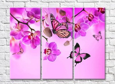 Фиолетовые орхидеи и бабочки на розовом фоне TSv5687 фото