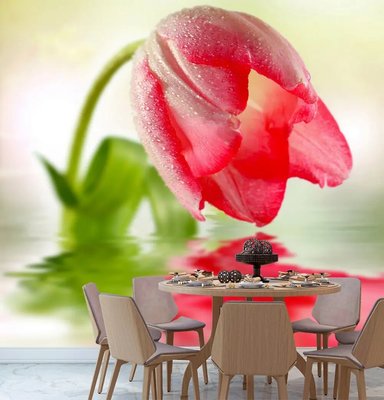Цветок тюльпана и его отражение в воде TSv893 фото