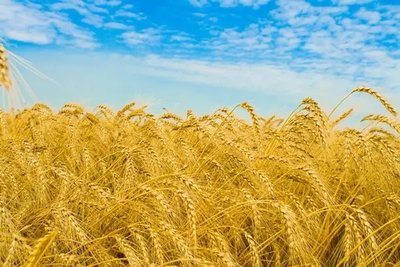 Фотообои Поле пшеницы на фоне неба Pri4243 фото