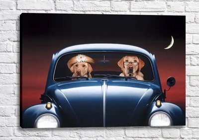Постер Пара лабрадоров в ретро автомобиле куда то собрались Fig16663 фото