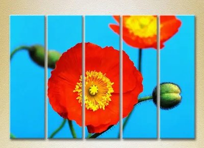 Tablouri modulare Blossoming poppy_02 TSv10143 фото