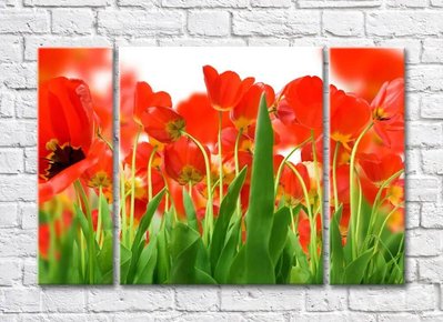 Цветочная абстракция из красных цветков и листьев тюльпанов TSv5643 фото