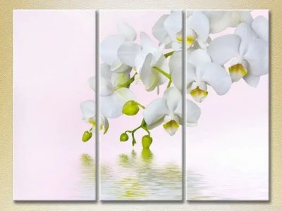 Модульные картины Белая орхидея_02 TSv10243 фото