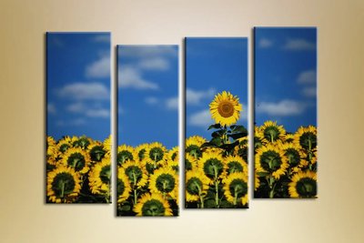 Tablouri modulare Câmp de floarea soarelui TSv7888 фото