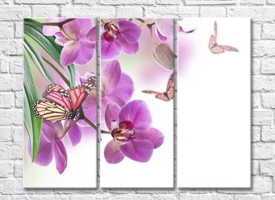 Фиолетовые орхидеи и бабочки на белом фоне TSv5688 фото