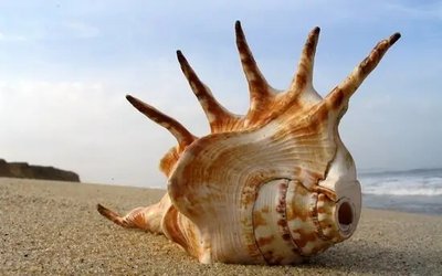 PhotoPoster Shell pe plajă Mor17706 фото