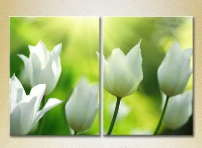 Модульные картины Белые тюльпаны_01 TSv6844 фото