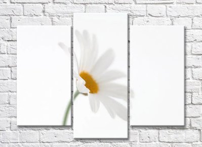 Floare de mușețel pe fundal alb TSv5645 фото