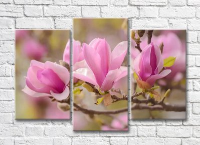 Крупные цветки розовой магнолии TSv5446 фото