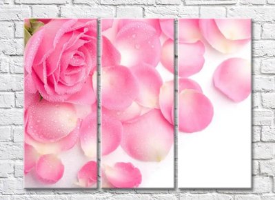 Цветок розовой розы и лепестки TSv5646 фото