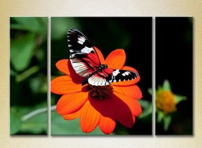Модульные картины Бабочка на цветке_01 ZHi10547 фото