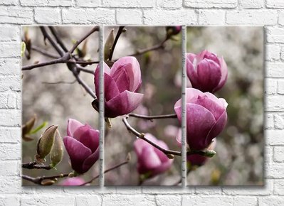 Flori mari de magnolie pe ramuri goale TSv5448 фото