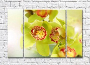 Flori de orhidee verde deschis cu miez pestriț TSv5799 фото