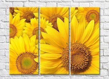 Triptic Fundal de floarea soarelui galben strălucitor TSv8099 фото