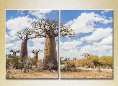 Tablouri modulare Baobabi într-un giulgiu Pri9799 фото