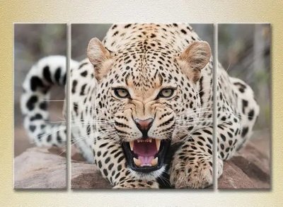 Модульные картины Леопард ZHi10500 фото