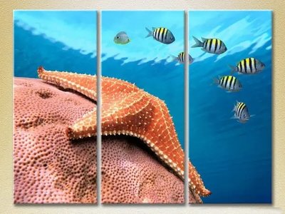 Picturi modulare Stele de mare în adâncuri Mor8650 фото