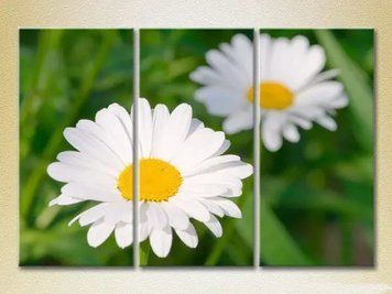 Tablouri modulare Daisies_02 TSv9751 фото