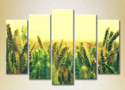 Модульные картины Пшеничное поле_04 TSv7101 фото