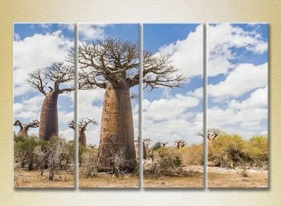 Tablouri modulare Baobabi în savană_02 Pri7601 фото