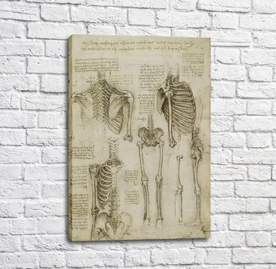 Pictura schelet, desen de Da Vinci Leo14302 фото