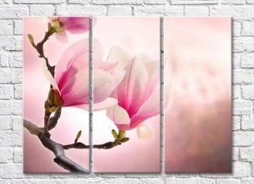 Triptic Ramă de magnolie roz pe un fundal roz TSv8052 фото