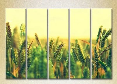 Модульные картины Пшеничное поле_03 TSv7102 фото
