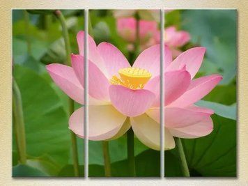 Tablouri modulare Lotus pink_01 TSv10153 фото