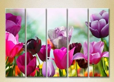 Модульные картины Поле разноцветных тюльпанов_03 TSv7104 фото