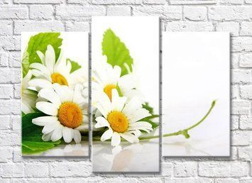 Buchet de musetel izolat pe fundal alb TSv5806 фото