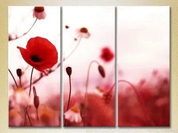 Tablouri modulare Poppies_01 TSv10156 фото