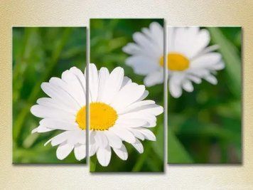 Tablouri modulare Daisies_01 TSv9756 фото