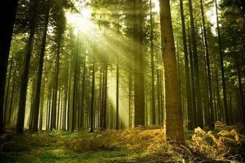 Fototapet - "Fototapet Pădure la soare" Pri4240 фото
