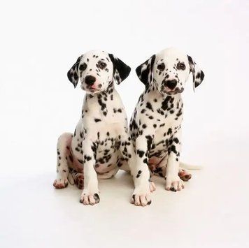 PhotoPoster Animale de companie_10 Dom19000 фото