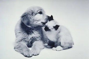 PhotoPoster Pets_08 Dom19004 фото