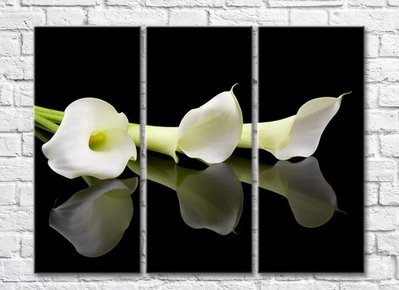 Три цветка белой каллы на черном фоне TSv5763 фото