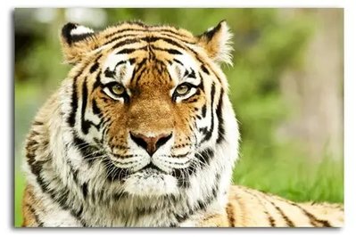 Afiș foto tigru siberian Dik15606 фото