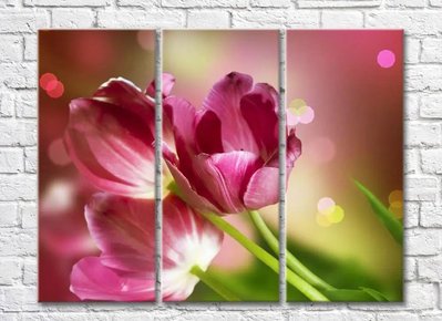 Три крупных цветка розовых тюльпанов TSv5765 фото