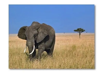 Afiș foto Elefant în savană Dik15609 фото
