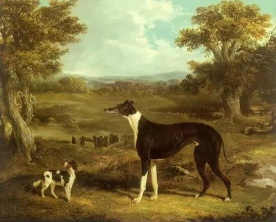 Greyhound și spaniel ZHi13019 фото