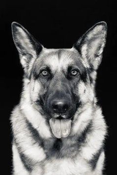 PhotoPoster Pets_02 Dom19010 фото
