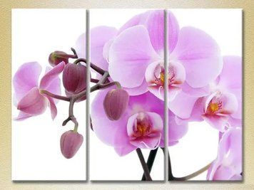 Tablouri modulare Orhidee liliac cu muguri TSv10219 фото